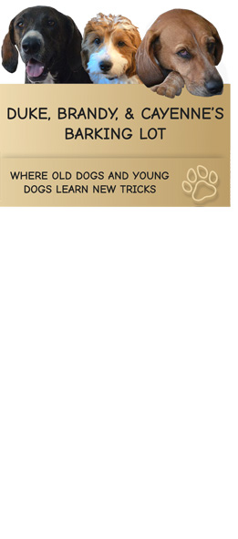 Duke, Brandy, & Cayenne's Barking Lot | Allied Auto Works Grant Road