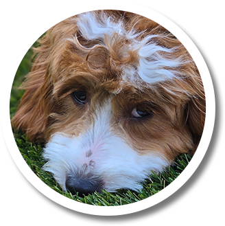 Brandy | Allied Auto Works Grant Road