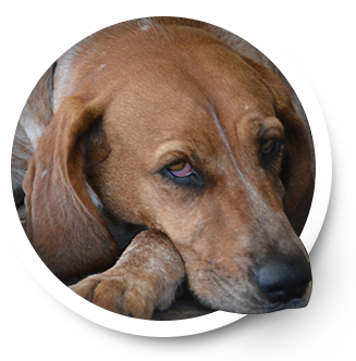 Cayenne | Allied Auto Works Grant Road