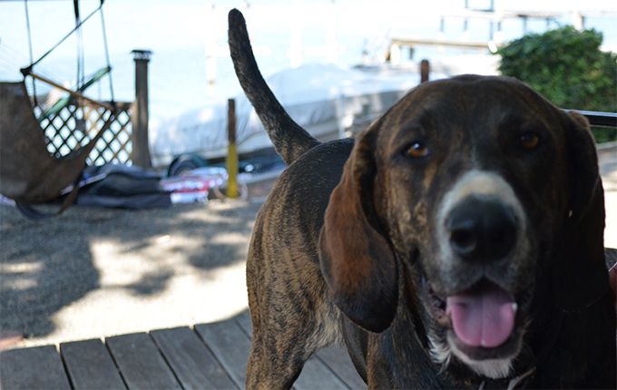 Duke | Allied Auto Works