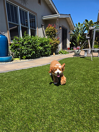 Brandy | Allied Auto Works