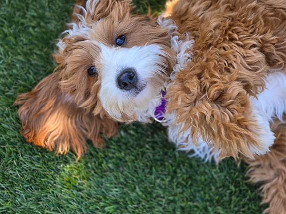 Brandy | Allied Auto Works