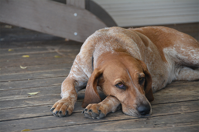 Cayenne | Allied Auto Works