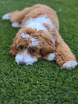 Brandy | Allied Auto Works