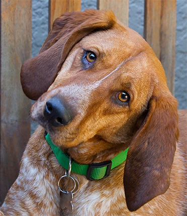 Cayenne | Allied Auto Works