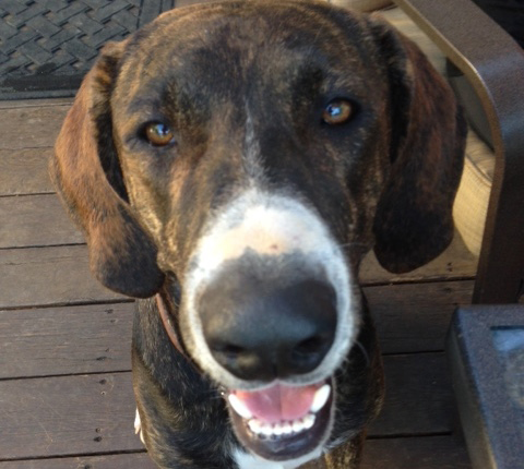 Duke | Allied Auto Works