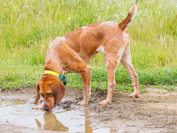 Cayenne | Allied Auto Works