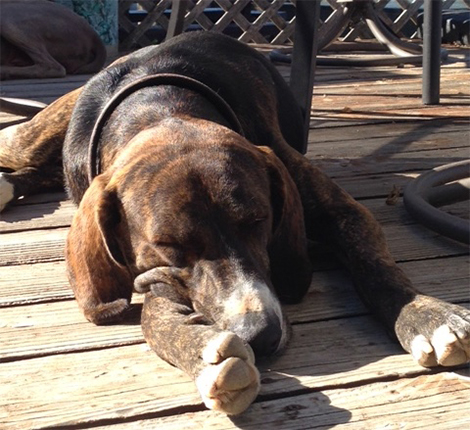 Duke | Allied Auto Works